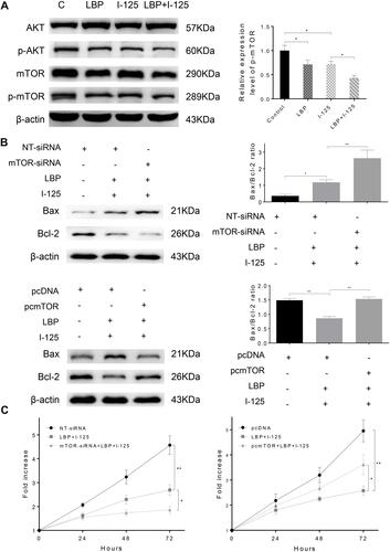 Figure 6 LBP increased the 125I-induced down-regulation of the AKT/mTOR pathway. (A) After treatment with 125I, LBP (10% of IC50), or their combination on A549 cells, the expression level of AKT/mTOR signaling was detected by Western blot. (B and C) The Bax/Bcl2 ratio and cell viability in A549 cells were detected after the expression of mTOR was down-regulated or up-regulated by siRNA or pcDNA. The data are presented as the mean ± SD. One-way ANOVA was used for data analysis; *P < 0.05, **P < 0.01.