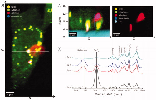 Figure 7. Interiorization of NSC-DOX NPs in 4T1 cells. (a) Raman x–y area imaging of protein/lipid distributions displaying the uptake pattern of NCS-DOX in cytoplasm; white line indicates the range of x-coordinate in the x–z depth scan. (b) The color-coded image (left) of an x–z depth scan represents the overlapping of cytoplasm, lipids and selenium (right) within a single cell. (c) Raman spectra collected at different z-positions along the blue line (image b) (color figure online).