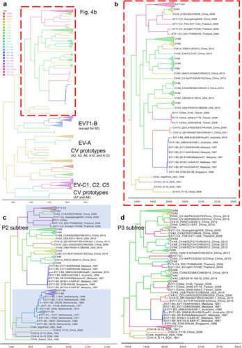Fig. 4 Bayesian phylogenetic tree of currently circulating EV-A viruses.Bayesian phylogenetic trees based on (a) and b. P2/P3, c P2 and d P3 regions. Genotypes/subgenotypes of EV-A71 and CVs are marked in different colors. The subtrees in (b–d) contain mixed clusters, showing intra- and intertypic recombination events among EV-A71 B3/C4 and CVs. Highlights in c represent the reclustering of the prototype CVs with EV-A71 B and of EV-A71 C4 with the currently circulating CV-A4