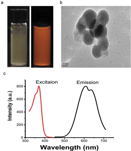 Figure 1. (a) Photo of the Cu-Cy NPs in aqueous solution, under a normal light source (left) and ultraviolet light (right), (b) the TEM image, (c) and the excitation and emission spectra of Cu-Cy NPs; the excitation wavelength is 360 nm and the emission wavelength is 600 nm.
