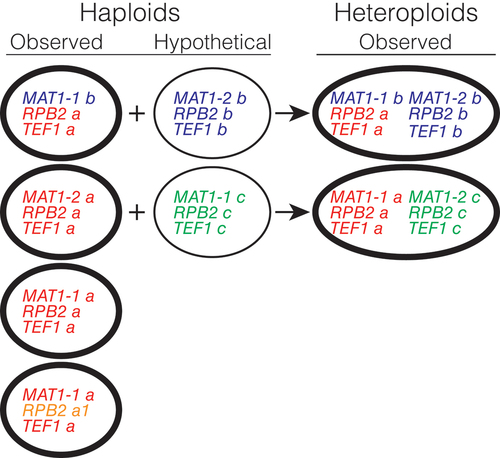 Figure 11. Genotypes of Bipolaris gigantea observed (thick ellipses) and hypothetical (thin ellipses), and possible origins of observed heteroploids.