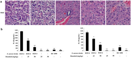 Figure 4. Honokiol suppresses S. aureus-induced inflammation in mice. (a) Histological analyses of mouse livers. C57BL/6 mice were administered an intraperitoneal injection of PBS as a control (image a), 200 μL of resuspended S. aureus DU1090 as a negative control (image b) or S. aureus 8325-4 as a positive control (image c) (1 × 108 CFUs per 200 μL). After 3 h, S. aureus 8325-4-infected C57BL/6 mice were treated with 25 and 50 mg/kg of Honokiol (images d and e, respectively) for 24 h. Mouse liver tissues were stained with H&E (×20). The images shown are representative of the results from independent experiments (n = 3). The red arrows indicate the infiltrated cells. (b) IL-1β and IL-18 production in the blood serum collected from mouse eyes. Mice were treated as described above. *Indicates P < 0.05 and **Indicates P < 0.01 when compared with the control group.