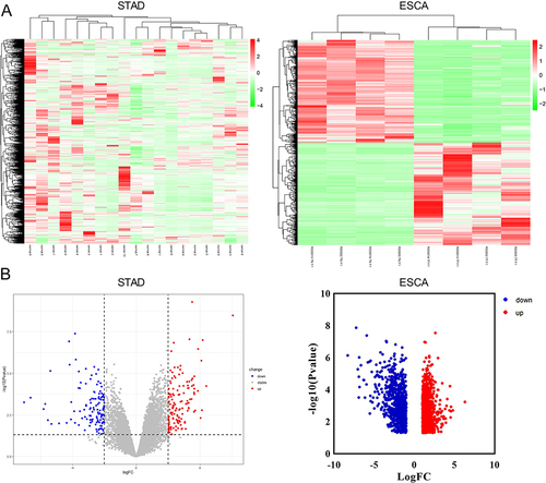 Figure 1 Identification of DEGs in STAD and ESCA. (A) DEGs between the normal and STAD or ESCA tissues were shown using heatmap. Green and red represented upregulated and downregulated DEGs; (B) Upregulated (red), downregulated (blue), and non-significant genes (black) between the normal and STAD or ESCA tissues using volcano plot.