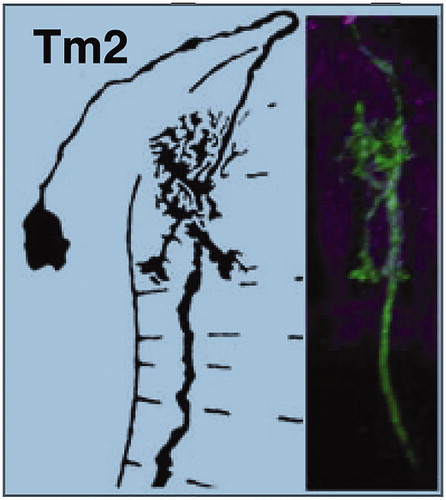 Figure 1. Comparison between the neuron shape for transmedulla cell Tm2 reported from Golgi impregnation (Fischbach & Dittrich, Citation1989), and its counterpart from a genetic reporter, Tm2- Gal4;UAS-GFP (right), showing the twin descending “walking” legs, reproduced from Meinertzhagen et al. (Citation2009) in the Journal of Neurogenetics.