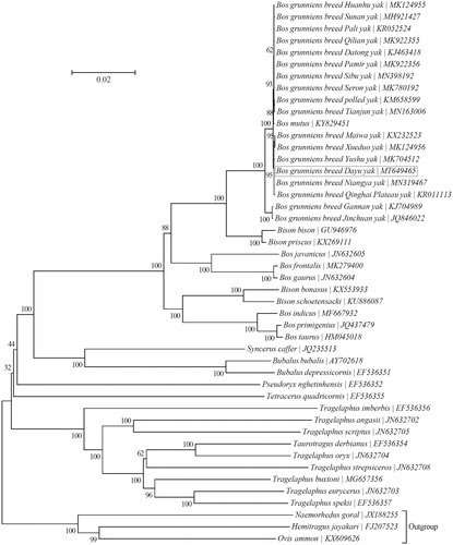 Figure 1. Phylogeny of the subfamily Bovinae based on the neighbor-joining analysis of the concatenated sequences of 13 mitochondrial protein-coding genes (alignment size: 11,370 bp). The bootstrap values next to the nodes are based on 1000 random samplings. Three species within the subfamily Caprinae were included as outgroup taxa.