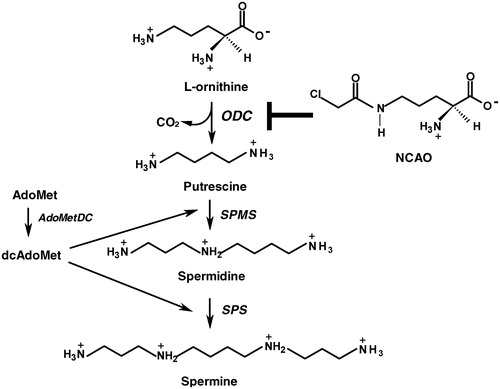 Figure 1. Polyamine biosynthetic pathway. Putrescine is synthesized by the decarboxylation of ornithine by l-ornithine decarboxylase (ODC, E.C. 4.1.1.17). Spermidine is formed by the action of spermidine synthase (SPMS, E.C. 2.5.1.16) that links putrescine to an aminopropyl group derived from decarboxylated S-adenosylmethionine (dcAdoMet), a reaction product of S-adenosylmethionine decarboxylase (AdoMetDC, E.C. 4.1.1.50). Spermine is synthesized from spermidine by a similar process by spermine synthase (SPS, E.C. 2.5.1.22). NCAO (N-ω-chloroacetyl-l-ornithine) is a new competitive inhibitor of ODC.