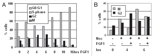 Figure 1 FGF causes an immediate, transient delay in mitotic entry in RCS cells. (A) FACScan™ analysis of RCS cells treated with FGF1 and harvested at the indicated periods of time. Mitotic cells were stained with anti-phospho-histone H3(S10) antibodies. Numbers on the Y-axis indicate percentage of total cells in G1, S, G2 and M phases. (B) RCS cells were treated with either Nocodazole alone or together with FGF1. Only changes in the levels of G2 and M phases are indicated. The data are representatives of several independent experiments with the same results.