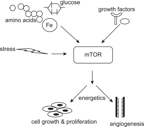 Figure 1 mTOR as central regulator of the cell nutrition and growth. Conditions outside of the cell, such as nutrient and energy levels, growth factors, hormones, and stressful conditions, control the mTOR activation. After activation, mTOR stimulates cell growth, increases angiogenesis, and responds to bioenergetics necessities.