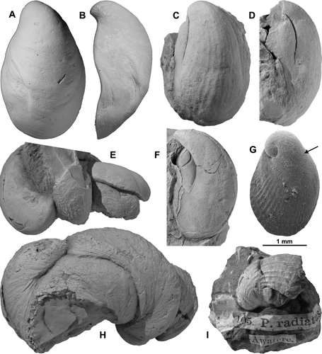 Fig. 15  Maoricrypta radiata (Hutton). (A,B) holotype of Crypta turnialis Bartrum & Powell, AUGD G5737, Kaawa Creek, SW Auckland, Opoitian; height 31.6 mm. (C,D) dorsal and lateral views, specimen formerly identified as holotype of Pilaeopsis radiata (not a type), TM8580, “Awatere”, Kapitean-Opoitian; height 57 mm. (E) GS14892, P29/f0395, Upton Brook, Awatere Valley, Kapitean; 2 smooth and 2 sculptured specimens attached to each other, width 69 mm. (F) lectotype of Crepidula hochstetteriana Wilckens (tentatively synonymised with M. radiata), TM2608, GS13, O32/f8025, Haumuri Bluff, Marlborough, “Late Cretaceous” (Middle Miocene); dorsal view of partial slab with lectotype mould, height 50 mm. (G) AUGD G7130, Kaawa Creek, SW Auckland, Opoitian; juvenile specimen showing protoconch (terminating at line at arrow tip); SEM, height 2.4 mm. (H) GS10616, S28/f6169, Hurupi Formation (Tongaporutuan), Whatarangi cliffs, E Palliser Bay; 4 specimens attached to each other, width 90 mm. (I) holotype of Pilaeopsis radiata Hutton, TM8581, Awatere Valley, Kapitean?; whole block 34 mm wide, unwhitened to show original labels.