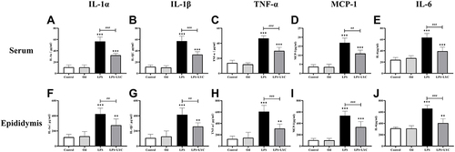 Figure 3 Effects of LYC on post-LPS cytokine levels in serum and epididymis homogenate. (A) IL-1α in serum, (B) IL-1β in serum, (C) TNF-α in serum, (D) MCP-1 in serum, (E) IL-6 in serum, (F) IL-1α in epididymis, (G) IL-1β in epididymis, (H) TNF-α in epididymis, (I) MCP-1 in epididymis, (J) IL-6 in epididymis. Considerable differences were found across all groups, proving that LYC had a significant reducing effect on the systemic and epididymal inflammation brought on by LPS. *P<0.05, **P<0.01, ***P<0.001, Compared with Control and Oil. #P<0.05, ##P<0.01, ###P<0.001, Compared with LPS alone.