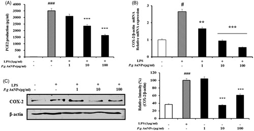 Figure 3. Effects of P.g AuNPs on LPS-induced expression of PGE2 production and Cyclooxygenase-2 (COX-2) expression in RAW 264.7 cells. (A) PGE2 production, (B) COX-2 mRNA expression, (C) COX-2 protein were measured in the culture medium of RAW 264.7 cells treated with 1 μg/ml LPS alone or with different concentrations of P.g AuNPs for 24 h. Values shown are mean ± SEM of three independent experiments. *P < .05, **P < .01, and ***P < .001 versus LPS-treated cells.