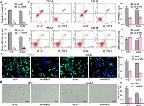 Figure 3. NRBP2 reduces expression of TME markers and angiogenesis in TC cells. (a), IL-6 and VEGFA concentrations in TPC-1 and CAL62 cell secretions examined using ELISA kits; (b), M1/M2 polarization of macrophages cells co-cultured with TPC-1 and CAL62 cells examined by flow cytometry; (c), expression of the M2-polarized macrophage marker Arg1 in the macrophages determined by immunofluorescence staining; (d), angiogenesis ability of HUVECs co-cultured with TPC-1 and CAL62 cells analyzed by tube formation assay. Three repetitions were performed. **p < 0.01 vs. oe-NC.