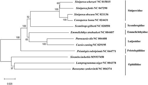 Figure 1. Phylogenetic construct of Sirembo imberbisamong the fish order Perciformes: a phylogenetic tree was constructed with the currently reported complete mitochondrial genome in the order Perciformes by using MEGA7 software using Minimum Evolution (ME) algorithm with 1,000 bootstrap replications. GenBank accession numbers is followed by scientific name by each species.