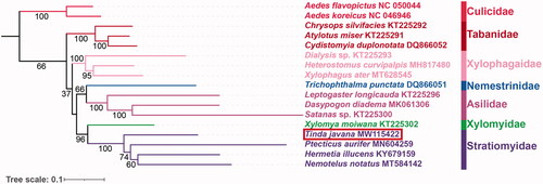 Figure 1. Maximum-likelihood phylogenetic tree based on the nucleotide sequence data of 37 mitochondrial genes from T. javana and other 16 species belonging to seven related families of Diptera. The number on each node indicates bootstrap support value.