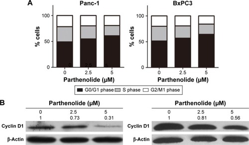 Figure 2 Parthenolide induces G1 cell cycle arrest in human pancreatic cancer cells. (A) Quantification of cell number in different phases of Panc-1 and BxPC3 cells treated with indicated concentrations of parthenolide (0, 2.5, 5 μM) for 24 h. (B) Western blotting of cyclin D1 protein levels in Panc-1 and BxPC3 cells treated with parthenolide for 24 h. β-Actin served as loading control. Band intensities were quantified by ImageJ and normalized to β-actin. Data are expressed as a fold change relative to control. (C and D) Panc-1 and BxPC3 cells were treated with the indicated concentrations of PTL for 24 h and processed for Annexin V/PI apoptosis assay using Accuri C6 flow cytometer. The proportion of apoptotic cells was expressed as a percentage. Values were plotted as means ± standard deviation. The experiment was repeated three times. **P<0.01, ***P<0.001 when compared with control. (E) Panc-1 and BxPC3 cells were treated with varying concentrations of parthenolide for 24 h and processed for Western blotting. Representative blots showing concentration-dependent effect of parthenolide treatment on cleaved caspase 3 and cleaved PARP. β-Actin was used as loading control. Band intensities were quantified by ImageJ and normalized to β-actin. Data are expressed as a fold change relative to control. This figure is the representative blots of at least three independent experiments.