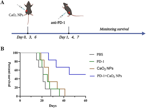 Figure 9 The survival benefit of CaO2 NPs in combination with PD-1 inhibitors. (A) Schematic illustration shows the tumor therapeutic process via intra-tumor injection of CaO2 NPs and/or intraperitoneal injection of PD-1 inhibitors. (B) The survival curve of tumor-bearing mice in different groups (n=6).