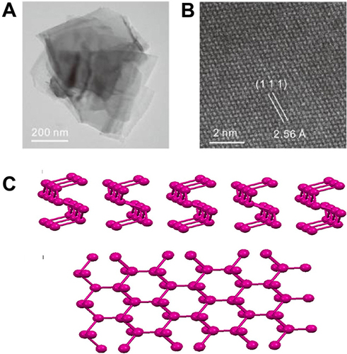 Figure 2 Morphology and structure of BP. (A) A TEM image of the few-layer BP. (B) Atomic resolution dark field TEM image of the few-layer BP, showing the crystal structure of the few-layer BP. Adapted with permission from Zhang T, Xie H, Xie S, et al. A Superior Two-Dimensional Phosphorus Flame Retardant: Few-Layer Black Phosphorus. Molecules. 2023;28(13):5062. Copyright © 2023 by the authors. Licensee MDPI, Basel, Switzerland. This article is an open access article distributed under the terms and conditions of the Creative Commons Attribution (CC BY) license (https://creativecommons.org/licenses/by/4.0/).Citation37 (C) Schematic representation of single-layer black phosphorus nanosheet, side view and top view. Adapted with permission from Erande MB, Pawar MS, Late DJ. Humidity Sensing and Photodetection Behavior of Electrochemically Exfoliated Atomically Thin-Layered Black Phosphorus Nanosheets. ACS Appl Mater Interfaces. 2016;8(18):11548–11556, Copyright 2016, with permission from American Chemical Society (ACS).Citation38