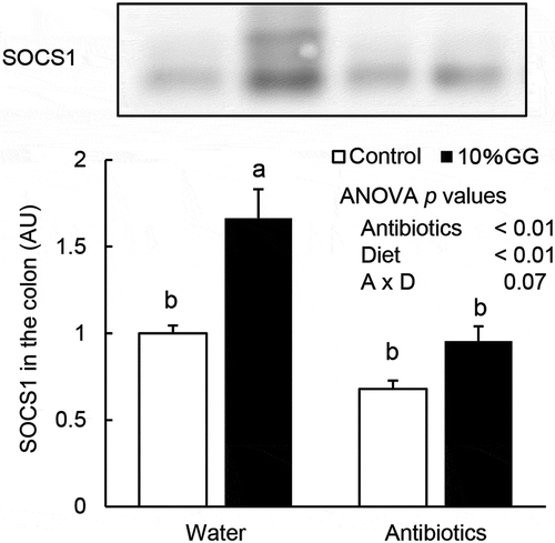 Figure 5. SOCS1 expression in the colon of mice administered water or antibiotics and supplemented with or without GG for 14 d. Expression of SOCS1 levels in the colon was determined by immunoblot analysis. The values are means ± SEM (n = 6). Means without a common letter differ (Tukey-Kramer post-hoc test, P < 0.05). AU, arbitrary unit.