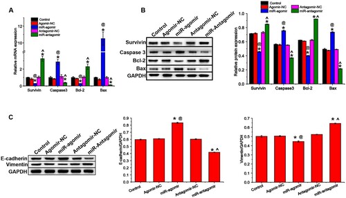 Figure 3. miR-149-3p regulates expression of proteins associated with apoptosis and EMT in U-937 cells. (A) qRT-PCR was performed to evaluate the mRNA expression of apoptosis-related indicators. Western blot was performed to evaluate the expression of proteins associated with (B) apoptosis and (C) EMT. Data represents the mean ± standard deviation. * p < 0.05 vs. control; @ p < 0.05 vs. Agomir-NC; ^ p < 0.05 vs. Antagomir-NC.