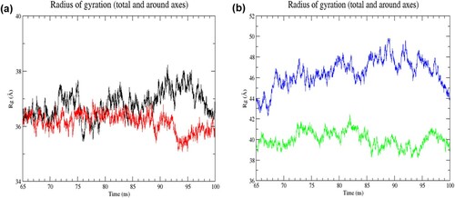 Figure 5. (Colour online) Radius of gyration (Rg) values of Cα atoms as a function of time from 65 to 100 ns of simulation. (a) Black denotes wild-type structure and red denotes mutant structure in the resting state. (b) Blue denotes wild-type structure and green denotes mutant structure in the activated state. The degree of compactness is reflected by the change in Rg value. A constant Rg value denotes no change in folding. In the resting state, the mutant structure was more stably folded than the wild-type structure in the last 35 ns of simulation. While the mutant structure was notably more compact than the wild-type structure in the activated state.