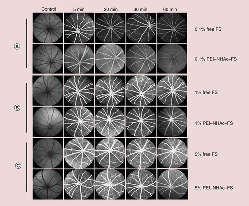 Figure 7. In vivo fluorescence imaging of different agents was detected by fundus angiography.Fundus angiography images by at autofluorescence mode and different time points postintravenous injection of free FS or PEI–NHAc–FS nanoparticles at different FS concentration ([A] 0.5%, [B] 1% and [C] 5%).FS: Fluorescein sodium; PEI: Polyethyleneimine.