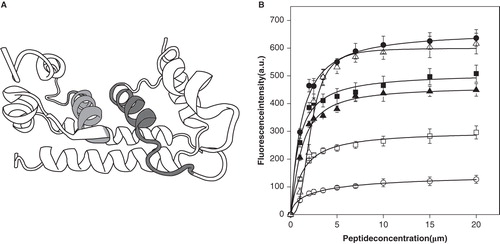 Figure 1. (A) Scheme indicating the position of the domain corresponding to DENV2C6 peptide on the DENVC structure (grey shading). The dimer of DENVC has been represented (Ma et al. Citation2004). (B) Fluorescence signal amplitude of FPE versus peptide concentration in μM to determine DENV2C6 peptide binding to membrane model systems with different lipid compositions. The lipid compositions used were EPC (▪), EPC/CHOL at a molar ratio of 5:1 (○), EPC/ESM/CHOL at a molar ratio of 5:2:1 (□), EPC/EPA at a molar ratio of 5:2 (•), EPC/BPS at a molar ratio of 5:2 (▴) and synthetic ER membranes (Δ).The lipid concentration was 200 μM. Vertical bars indicate standard deviations of the mean of triplicate samples.