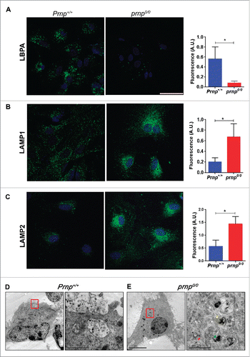 Figure 3. PRNP regulates ILV abundance and lysosomal morphology. Immunofluorescence analysis of ILV marker lysobisphosphatidic acid (LBPA) within MVBs (A), lysosomal/late endosome marker LAMP1 (B) and lysosomal marker LAMP2 (C) of representative Prnp+/+ and prnp0/0 astrocytes, with nuclear staining (DRAQ5, blue). Histograms (right side) represent quantifications of fluorescent signal (mean ± SD). Scale bars: 30 μm. Electron microscopy analysis of ultrathin sections of representative Prnp+/+ (D) and prnp0/0 (E) cells. Red boxes in the left correspond to magnified right images. MVB containing exosomes inside are evident in Prnp+/+ cells. Phagophore (red arrowhead), double-membrane autophagosomes (yellow arrowhead) and late-autophagic compartments (green arrowhead) are evident in prnp0/0 cells. Scale bars: 10 μm left images, 1 μm (D) and 2 μm (E) right images. Data shown are from at least 3 independent experiments. Fluorescence levels for each marker were quantified using a single in-focus plane. A.U., arbitrary units. A Student t test was used to assess statistical significance. *P < 0 .001.