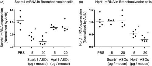 Figure 3. The KD effect of Scarb1-ASOs and Hprt1-ASOs in murine alveolar macrophages in vivo. Scarb1-ASOs or Hprt1-ASOs were intratracheally administered to C57BL/6 mice. One day after the administration, bronchoalveolar cells were collected, and the expression of Scarb1 mRNA (A) and Hprt1 mRNA (B) was measured. The dots indicate each measurement in mice (n = 5). Horizontal bars indicate the mean values. *p<.05 vs. the PBS group (Wilcoxon’s rank sum test).