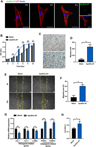 Figure 5 Behaviors of fibroblasts were regulated by ApoEVs-AT. (A) Uptake analysis of ApoEVs-AT by fibroblasts (Red: phalloidin-stained fibroblasts; Green: Dio-labeled ApoEVs-AT, blue: DAPI-stained nuclei. Scale bar = 40 µm.) (B) The proliferation of fibroblasts was measured by the CCK8 assays. (C) Representative images of migrated cells in transwell assays. (Scale bar = 100 µm.) (D) Migrated cells per field of view (scale bar = 100 μm) were analyzed (n=3). (E) Representative images of migrated areas at 0 h and 16 h in scratch assays. The yellow lines pointed out the edge of migrated cells. (Scale bar = 200 µm.) (F) Migrated areas per field of view (scale bar=200 μm) were analyzed (n=3). (G) Relative expression of fibrogenic-related genes (Col 1, Col3, and α-SMA) and adipogenic-related genes (PPARγ and C/EBPα) was detected by qRT-PCR (n=3). (H) The ratio of Col 3/Col 1 was analyzed (n=3). The significance was tested with an unpaired two-tailed Student’s t-test. (*p<0.05, **p<0.01, ***p<0.01).