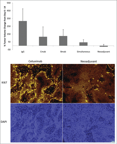 Figure 5. Therapeutic Effect of Vessel Normalization: Percent Change in Tumor Volume & Cellular Proliferation. (A) Tumor volume was assessed by caliper measurements and the mean percent volume change was compared between Day 0 and Day 14. Error bars represent SD. (B) Tumors from the Cetuximab Only and Neoadjuvant groups were stained with Ki67 (top, cellular proliferation) and DAPI (bottom, nucleus) to examine treatment effect of cetuximab. Magnification: 100×.