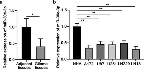 Figure 1. MiR-30e-3p is low-expressed in glioma tissues and cell lines. (a) Relative expression level of miR-30e-3p in human glioma tissues and adjacent non-tumor tissues was detected by qRT-PCR. (b) Relative expression level of miR-30e-3p in glioma cell lines (A172, U87, U251, LN229 and LN18) and normal human astrocytes (NHAs) was detected by qRT-PCR. *p < 0.05, ** p < 0.01. n = 5 for each group