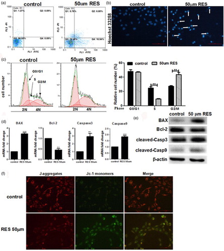 Figure 2. Resveratrol induces apoptosis in prostate cancer cells. (a) Apoptosis was determined by Annexin V/PI double staining followed by flow cytometry. (b) Nucleic morphology were stained with Hoechst 33258; the white arrows represent location of apoptosis cells. (c) Flow cytometry analysis of the cell cycle in PC-3 cells and quantification of the number of cells in G0/G1, S and G2/M phases. (d, e) Real-time PCR and Western blot analyses of the apoptosis-related proteins. (f) Results of the ΔΨm test in the cells, ×200 magnification. Scale bars = 100 μm. Statistical significance was assessed by the unpaired Student's t-test.