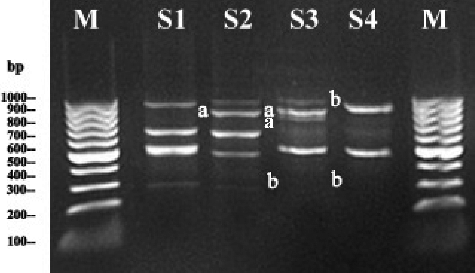 Figure 4. Representative RAPD profiles of genomic DNA from root-tips of S. cereale plantlets exposed to different Pb concentrations. Lane M: Gene Ruler™ 100 bp DNA ladder; Lane S1: control plants (unexposed to Pb treatment); Lane S2: 100 µmol/L Pb-treated plants; Lane S3: 200 µmol/L Pb-treated plants; Lane S4: 400 µmol/L Pb-treated plants).