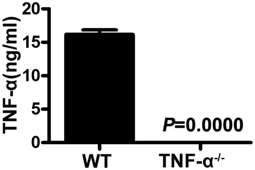Figure 1. Serum TNF-α levels of mice after LPS stimulation. TNF-α−/− and WT mice (n = 6) were injected with LPS. After 6 h, the blood samples were collected from the mice and examined using an ELISA kit for TNF-α (p = 0.0000).
