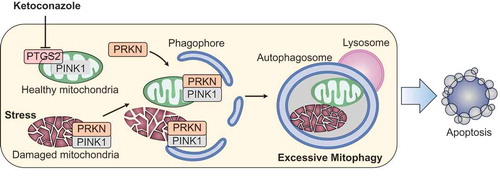 Figure 1. Schematic illustrating the mechanism by which ketoconazole exacerbates mitophagy to induce apoptosis in HCC. Ketoconazole-induced downregulation of PTGS2 activates PINK1-PRKN signaling, which initiates and exacerbates mitophagy of healthy mitochondria. The induction of excessive mitophagy leads to mitochondrial dysfunction and consequent apoptosis, resulting in growth suppression of HCC. HCC, hepatocellular carcinoma.