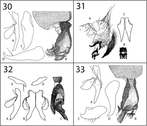 Figures 30–33. Genitalia. 30, Erwinlindneria (Zumptisca) inducta (Curran, Citation1934): A, cerci and surstyli, lateral view; B, distiphallus, lateral view; C, pregonite, lateral view; D, postgonite, lateral view (after Lehrer Citation2003b, p. 485, fig. 186). 31, Erwinlindneria (Zumptisca) mossambica (Zumpt, Citation1951): A, terminalia, lateral view; B, distiphallus, posterior view; C, cerci, dorsal view (after Zumpt Citation1972, p. 224, fig. 128). 32, Erwinlindneria (Zumptisca) retrostylata (Lehrer, 2009): A, cercus and surstylus, lateral view; B, cerci and surstyli, dorsal view; C, distiphallus, lateral view; D, pregonite, lateral view; E, postgonite, lateral view (after Lehrer Citation2009b, p. 12, fig. 1). 33, Erwinlindneria (Zumptisca) surda (Curran, Citation1934): A, cerci and surstyli, lateral view; B, distiphallus, lateral view; C, pregonite, lateral view; D, postgonite, lateral view (after Lehrer Citation2000a, p. 449, fig. 1).