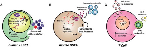 Figure 3. tRFs regulate self-renewal, differentiation and activation of haematopoietic cells. (A) Pseudouridine synthase 7 (PUS7) regulates biogenesis and activity of specific 5ʹ-tRFs, namely mTOGs. In human HSPCs, mTOGs ensure accurate protein synthesis levels and haematopoietic differentiation. Loss of PUS7 and mTOGs leads to aberrant stem cell growth and impaired multi-lineage commitment. (B) Angiogenin is released by MSCs in the bone marrow niche and accumulates in HSPCs to promote tiRNAs biogenesis, maintain low protein synthesis level and stem cell quiescence. (C) Activated T lymphocytes secrete inhibitory 5ʹ-tRF pools to enable production of co-stimulatory cytokines such as IL-2 and immune activation.