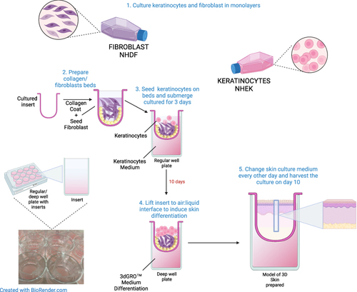 Figure 1 Overview of the preparation of organotypic 3D human skin model. Created using BioRender.com.