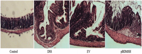 Figure 8. Findings from the histological analysis of the colon tissue samples on d 9 (100×). Control group: healthy colonic histology. DSS and EV groups: the normal colonic mucosa was eroded showing severe mucosal infiltration. pBDMSH group: a slight inflammatory infiltrate.