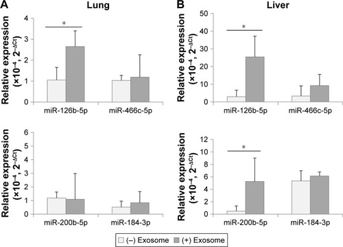 Figure 5 Expression of differentially expressed miRNAs in lungs (A) and liver (B) after the injection of exosomes from 3-month-old to 18-month-old mice.Note: *P<0.05.