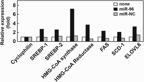 Figure 4. mRNA expression levels of SREBP target genes in human fibroblasts transfected with miR-96. Total RNA was prepared from cells transfected with either miR-NC or a miR-96 mimic. The expression levels of the target genes of SREBP-1 (FAS, SCD-1, and ELOVL6) and SREBP-2 (HMG-CoA synthase and HMG-CoA reductase) were measured. The expression levels in cells without transfection were regarded as 1.0 and levels in other groups determined relative to this group. Data were normalized to a cyclophilin endogenous control (n = 2). FAS, fatty acid synthase; SCD-1, stearoyl-CoA desaturase; ELOVL6, elongation of very long chain fatty acid-like family member 6.