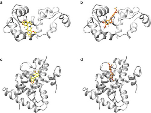 Figure 7. The simulated binding poses of berberine and palmatine on their target proteins.(a,b) Molecular interactions between calmodulin and berberine analogs. The structures of calmodulin, berberine, and palmatine are colored in gray, yellow, and orange, respectively. (a) The methylenedioxybenzene moiety of berberine is buried in the pocket of calmodulin. (b) The dimethoxybenzene moiety of palmatine interacts with the same pocket as that of berberine. The isoquinoline moiety of palmatine is flipped relative to that of berberine in their bound forms. (c,d) Molecular interactions between RXRα-LBD and berberine analogs. The structures of RXRα-LBD, berberine, and palmatine are colored in gray, yellow, and orange, respectively. (c) Berberine binds to a pocket of RXRα in the vicinity of the other binding pocket for the genuine RXRα ligand. (d) Palmatine attaches to the same pocket that berberine does. The binding pose of palmatine is different from that of berberine.