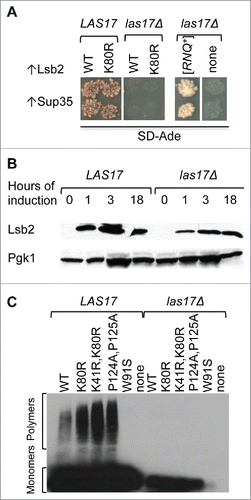 Figure 1. Association with Las17 is required for prion induction by Lsb2. A. Lsb2 cannot induce formation of prion [PSI+] by overexpression of Sup35 in the strain depleted of Las17 (las17Δ). Depletion of Las17 does not affect formation of [PSI+] by overexpression of Sup35 in the presence of prion aggregates of Rnq1 protein ([RNQ+]). [PSI+] formation is manifested by growth on SD-Ade medium. B. Total levels of Lsb2 protein are slightly decreased in Las17 strain as detected by western blotting. Different time of Lsb2 induction from plasmid copper inducible promoter is indicated. C. Wild type Lsb2 and more stable ubiquitination deficient mutants (K80; K80R, K41R; P124A, P125A) do not form detergent resistant amyloid-like aggregates in the strain depleted of Las17 as detected by SDD-AGE. Lsb2 W91S mutant unable to bind Las17 does not form amyloid-like aggregates in the presence of Las17 (WT).