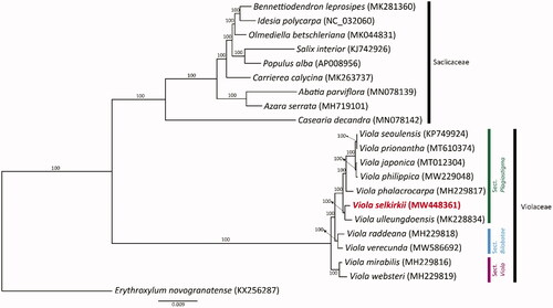 Figure 1. ML tree based on 77 protein-coding genes from the complete plastid genomes of 11 Viola species, nine Salicaceae species, and one outgroup. Each GenBank accession number is indicated next to the species name. The bootstrap values are displayed above the branch nodes.
