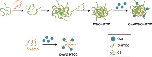 Scheme 2 Preparation of empty and Ova-loaded nanoparticles.Abbreviations: Ova, ovalbumin; CS, curdlan sulfate; O-HTCC, O-(2-hydroxyl)propyl-3-trimethyl ammonium chitosan chloride.
