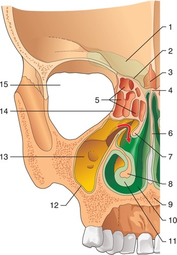Figure 6 Schematic representation of the front section of the nasal cavity viewed from the rear face.