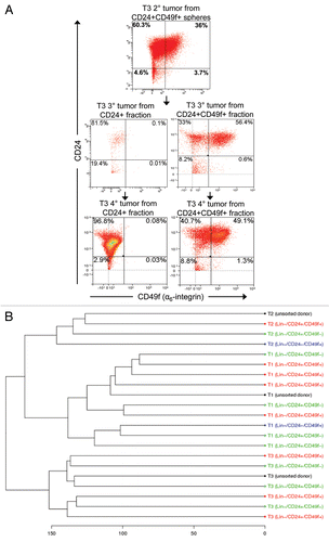 Figure 6 Lin−/CD24+/CD49f+ and Lin−/CD24+/CD49f− fractions repeatedly form tumors after multiple consecutive rounds of sorting and transplantation. (A) FACS plot of tumor T3 grown from spheres and subsequent outgrown tumors from orthotopically transplanted Lin−/CD24+/CD49f− and Lin−/CD24+/CD49f+ cell fractions. Tumors were analyzed on different days. In compliance with Alexander et al.Citation49 single color controls (Lin-Cy5, CD24-FITC, CD49f-PE or PI) were included in each experiment and the compensation was done by the software. (B) Unsupervised hierarchical cluster analysis of gene expression data from tumors outgrown after sorting. The populations used for orthotopic transplantation are indicated in parenthesis.