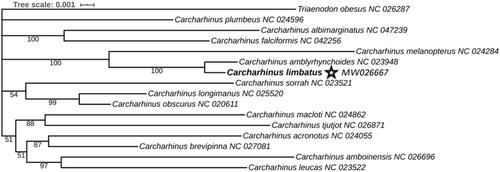 Figure 1. Phylogenetic position of Carcharhinus limbatus based on a comparison with the mitochondrial genome of 16 species. Bayesian posterior probability values are displayed next to the nodes. The asterisk denotes mitogenome of C. limbatus newly determined in this study.