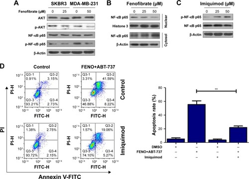 Figure 5 Fenofibrate exerted its chemo-sensitization effects in human breast cancer cells apoptosis via activation of AKT/NF-κB pathway.Notes: (A) SKBR3 and MDA-MB-231 cells treated with indicated concentrations of fenofibrate for 24 hours. After that, AKT and NF-κB proteins were assessed by Western blotting assay. (B) Nuclear translocation of NF-κB in MDA-MB-231 cells was determined by Western blotting after treatment with indicated concentrations of fenofibrate for 24 hours. (C) Activation of NF-κB in MDA-MB-231 cells was determined by Western blotting after treatment with indicated concentrations of imiquimod. (D) MDA-MB-231 cells were pretreated with 50 µM imiquimod for 24 hours followed by co-treatment with 25 µM fenofibrate and 1 µg/mL ABT-737 for another 24 hours. Flow cytometry assay was used to detect the cell apoptosis. Data were presented by mean ± SD for three independent experiments. **P<0.01 vs control.