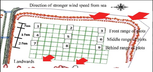 Figure 3. Schematic presentation of the selected sample plots inside the sand fence and bush hedges and direction of stronger wind movement in the microsite.